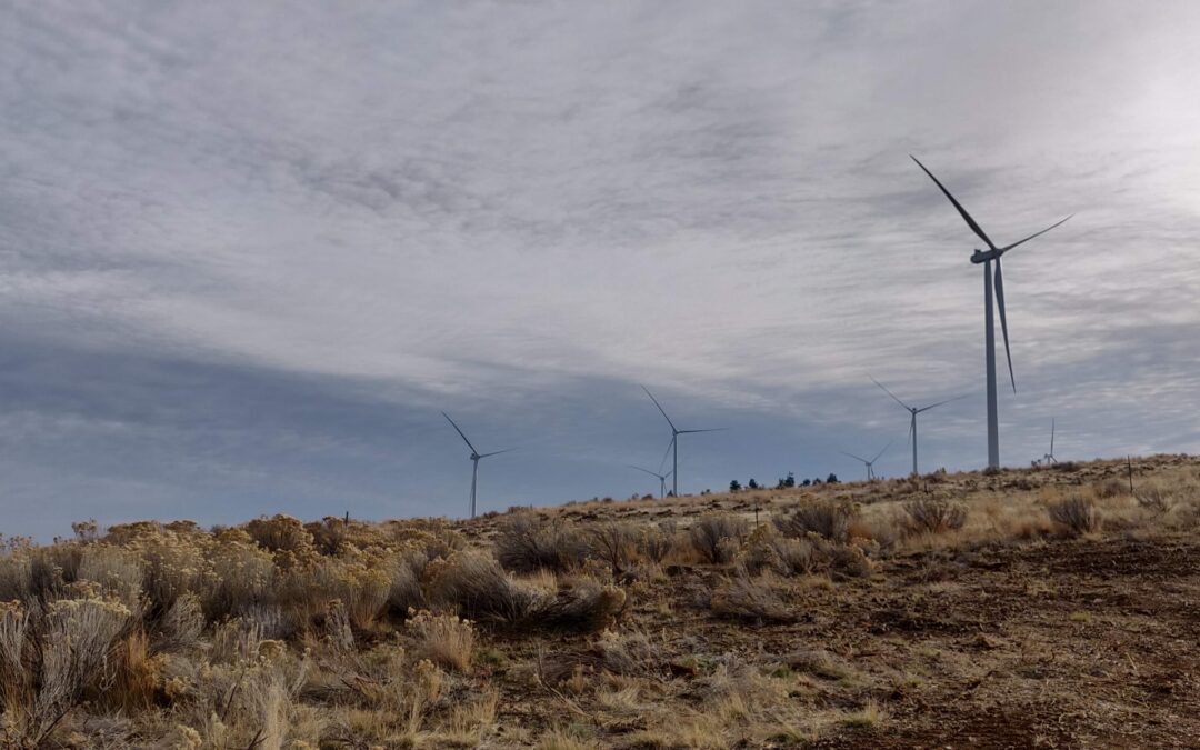 El sistema DTBird® demuestra su eficacia para reducir el riesgo de colisión de águilas y rapaces en parques eólicos: Principales conclusiones del informe técnico del REWI