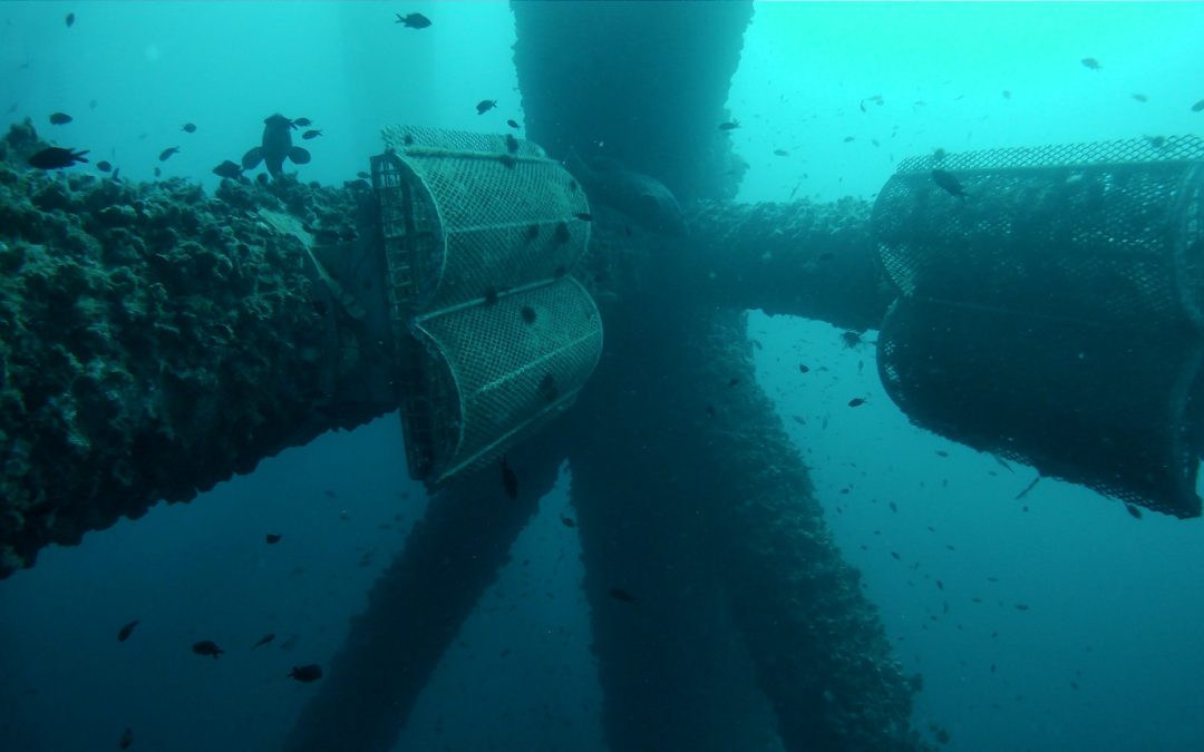 Ocean Ecostructures reconocida por Ocean Winds e Innovate UK por su innovación en soluciones basadas en la naturaleza en el sector eólico marino flotante