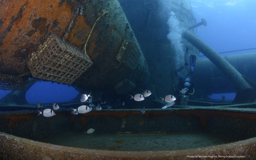 Primeras observaciones ambientales prometedoras durante la instalación en el mar del parque eólico flotante piloto EFGL