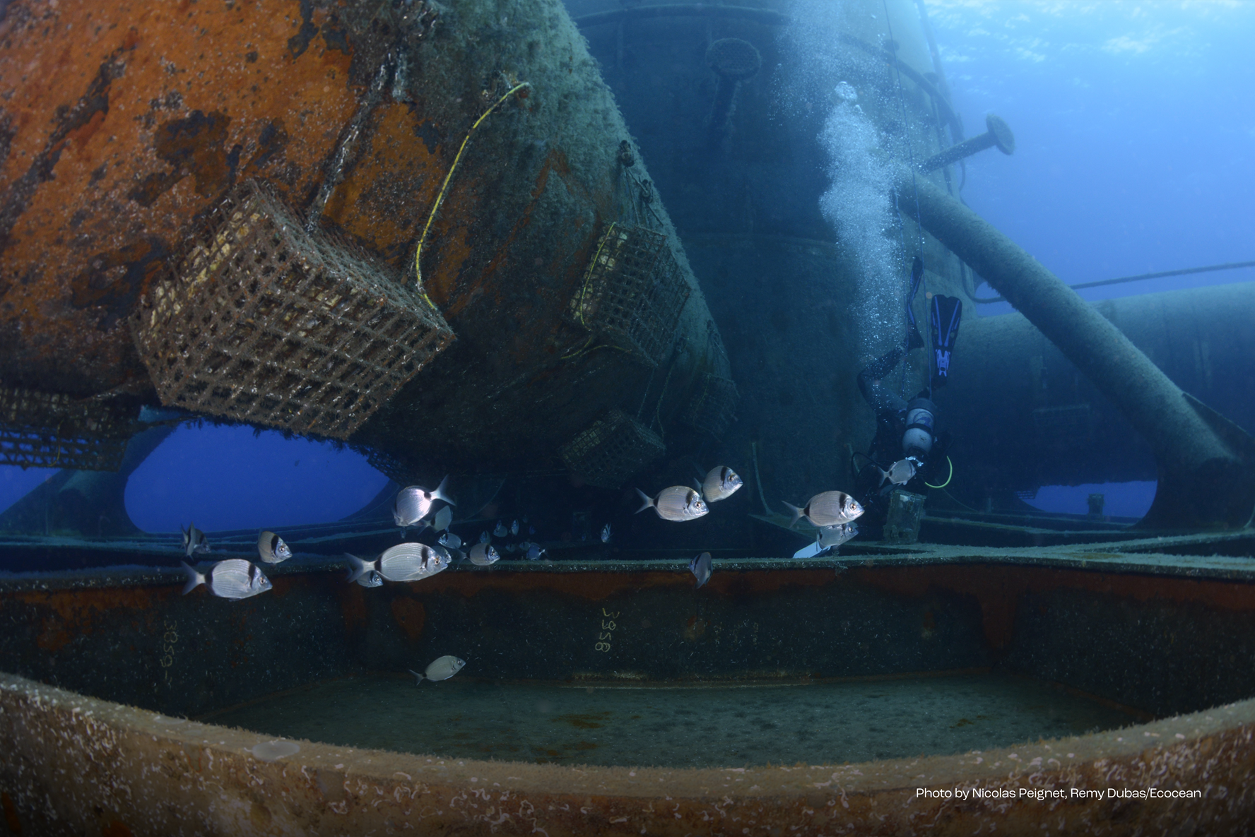 Primeras observaciones ambientales prometedoras durante la instalación en el mar del parque eólico flotante piloto EFGL